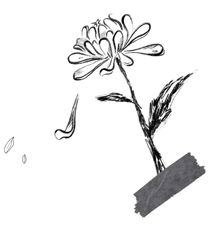 국화꽃